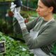 arugula researcher at Cambridge